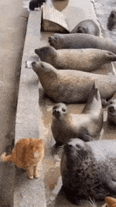 a cat is standing in front of a group of seals