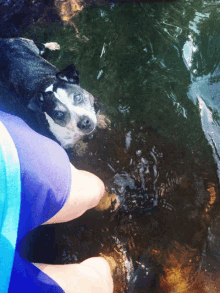 a black and white dog is swimming in a body of water next to a person