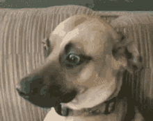 Dawg Dog GIF - Dawg Dog Shookt GIFs