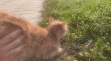 Luckycciolo Orange Cat GIF - Luckycciolo Orange Cat Cat Scratch GIFs