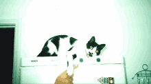 a black and white cat is laying on a bosch refrigerator