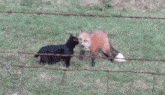 a black cat and a red fox are standing next to each other in a field
