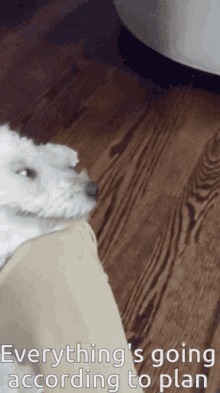 Funny Dog Funny Face GIF