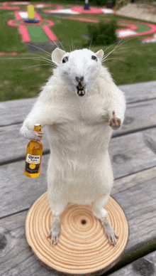 a stuffed rat is holding a bottle of corona