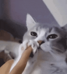 a close up of a cat eating a piece of food from a person 's hand .