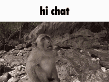 Monkey Hi Chat GIF - Monkey Hi Chat Binguscord GIFs