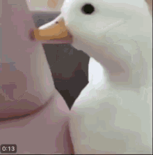 Duck Soft Duck GIF - Duck Soft Duck Duck Pat GIFs