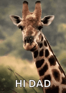 Giraffe Chewing GIF