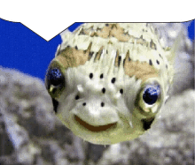 neonyellowsign pufferfish