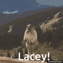 Lacey Yelling Lacey GIF
