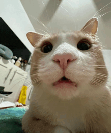 a cat with a surprised look on its face