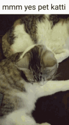 Mm Yes Pet Katti Cat GIF - Mm Yes Pet Katti Cat Kimyon GIFs