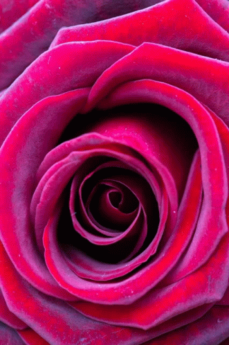 Pinks5 Rose Zoom GIF - Pinks5 Rose Zoom - Discover & Share GIFs