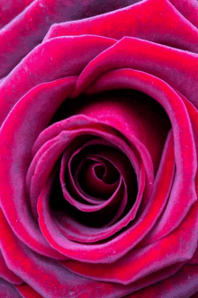 Pinks5 Rose Zoom GIF - Pinks5 Rose Zoom GIFs