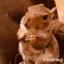 Eating Viralhog GIF