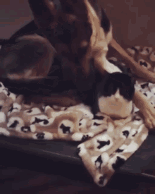 Kitty Dog GIF - Kitty Dog Cuddles GIFs