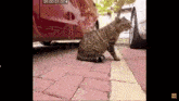 a cat is sitting on a sidewalk next to a car .