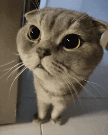 Rifki Komolinii GIF - Rifki Komolinii Cute Cat GIFs