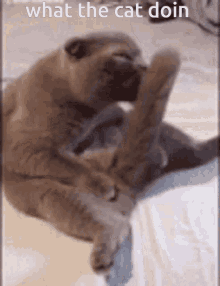 Cat Licking Itself What GIF - Cat Licking Itself What The GIFs