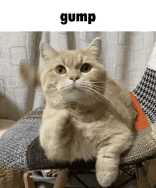 Gump Cute Cat GIF - Gump Cute Cat Funny Cat GIFs