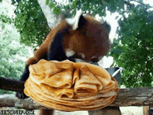 a red panda eating a stack of pancakes on a wooden fence