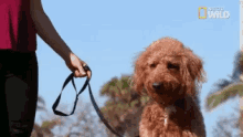 Funny Dog GIF - Funny Dog Tongue Out GIFs