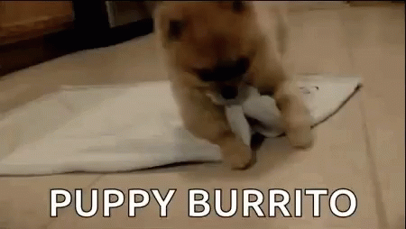 puppy-burrito-puppy.gif