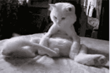 a black and white photo of two white cats laying on top of each other on a bed .