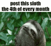 a picture of a sloth with the words `` post this sloth the 4th of every month '' .