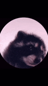 Raccoon Funny GIF