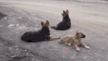 Dogs Dogs On Streets GIF - Dogs Dogs On Streets Stray Dog GIFs