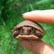 Turtle Scream GIF