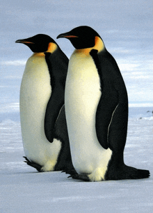 a couple of penguins standing next to each other in the snow