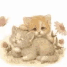 Cat Love GIF - Cat Love Cuddle GIFs