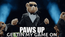 Kia Hamsters Paws Up GIF - Kia Hamsters Paws Up Hands Up GIFs