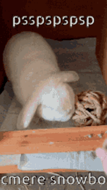 a picture of a rabbit with the words psspspspsp cmere snowbo