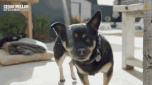 Tongue Out Dogs GIF - Tongue Out Dogs Cesar Milan GIFs