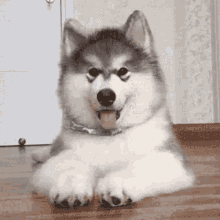 Dogo Husky GIF - Dogo Husky Dog GIFs