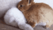 Bunny Startle GIF - Bunny Startle Fluffy GIFs