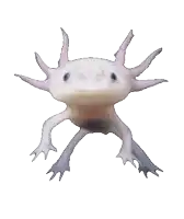 a white axolotl with pink arms and legs