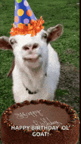 a goat wearing a party hat is standing next to a chocolate birthday cake