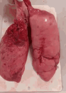 Lungs Beat Meat GIF - Lungs Beat Meat GIFs