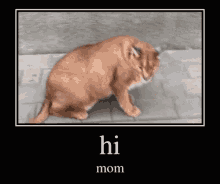 a picture of a cat with the words hi mom written below it