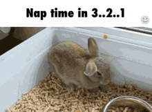 Napping Bunni GIF - Napping Bunni Animal GIFs