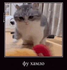 a cat is playing with a red ball on the floor .