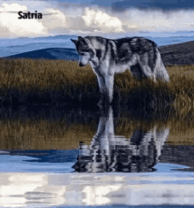 Fox Water GIF - Fox Water GIFs