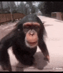 a chimpanzee is walking down a sidewalk with its mouth open .