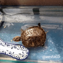 Turtle Tortoise GIF