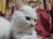 Arsian Kittens GIF - Arsian Kittens Cat GIFs