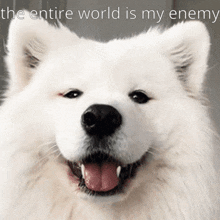 Dog Samoyed GIF - Dog Samoyed World GIFs